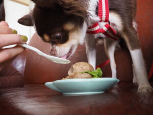 犬用ハンバーグを食べるチワワ